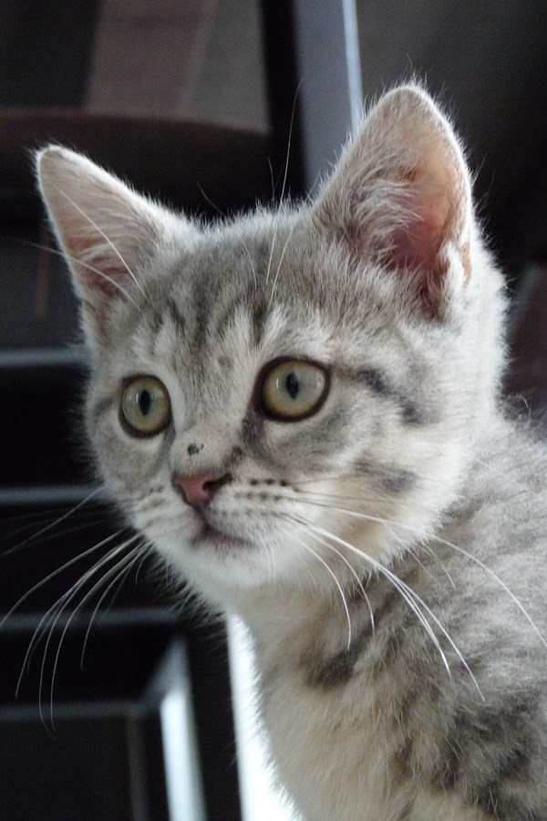 Perle, chatonne gris tigré, née fin mars 2013 P1090111