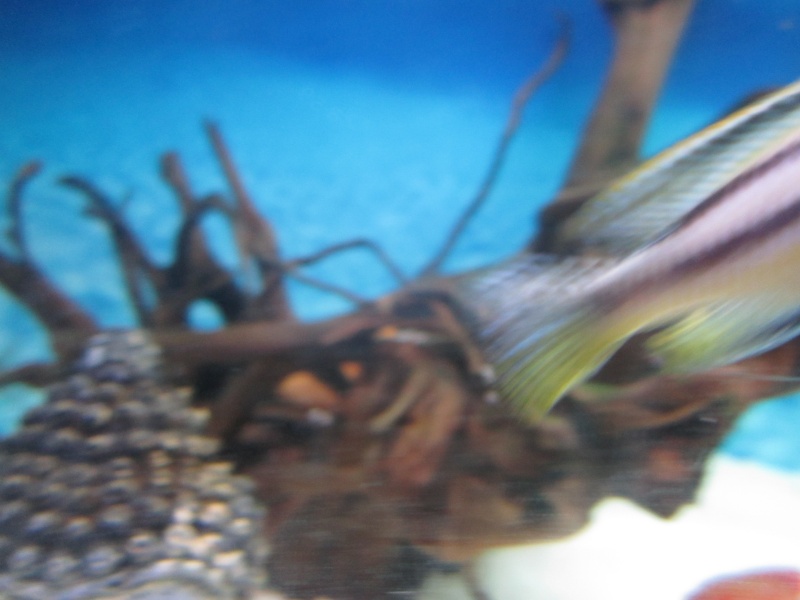mâle melanochromis auratus devient jaune Img_1217