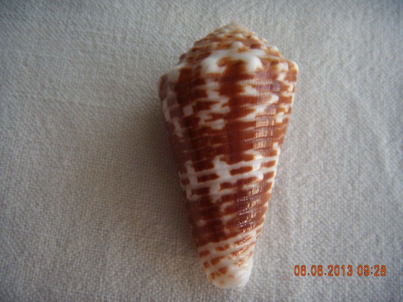 Conus (Asprella) sulcocastaneus (Kosuge, 1981) Dscn0738