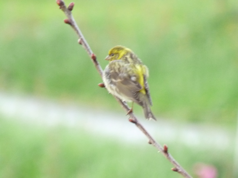 serin cini ? P1070727