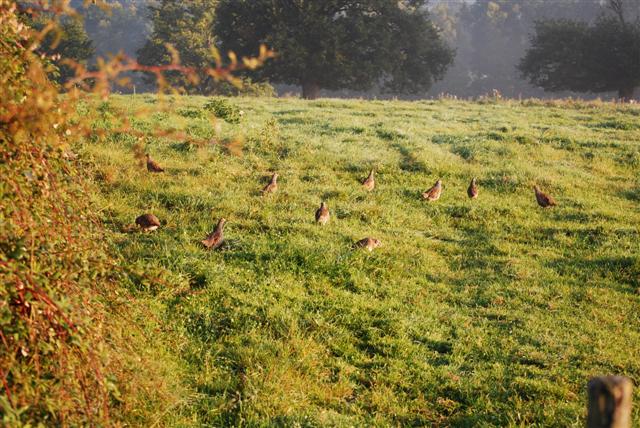 un matin d'ouverture en Bourbonnais Photo_24