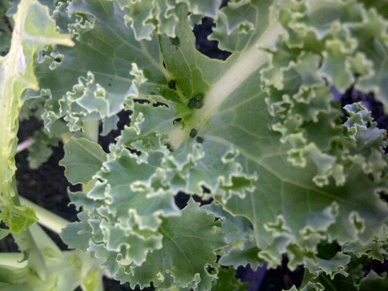 Insect eggs or bird poo on Kale? Kale1d10