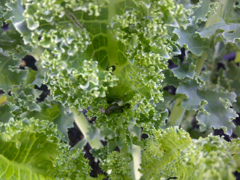 Insect eggs or bird poo on Kale? Kale2d11
