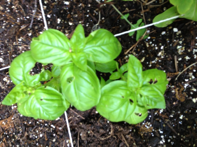 Can you tell me what is wrong with my basil? Basil10