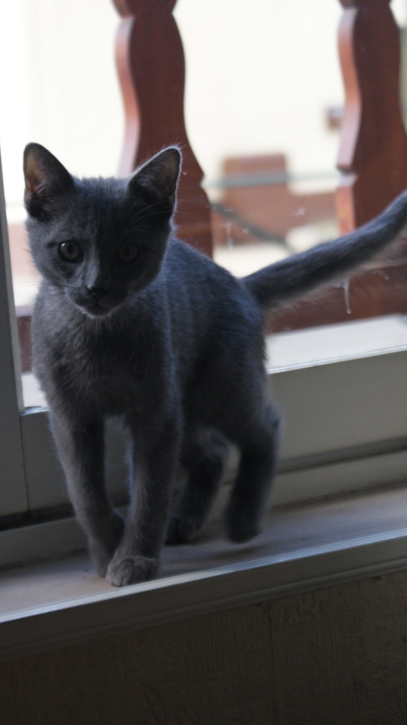   ADOPTES 3chatons tigrés chartreux nés le22/02/13(FA70) - Page 5 Dsc09316