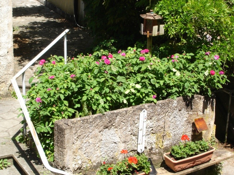 Rose de Rescht (France - vers 1800) - Page 2 Dsc02113