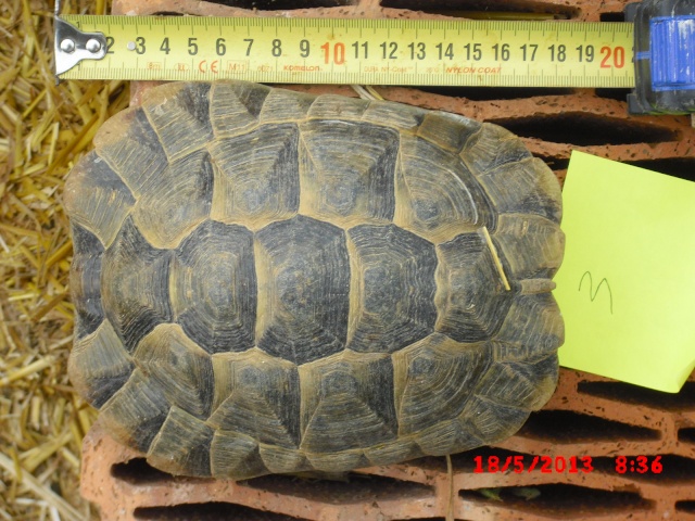 identification 4 tortues svp 00511