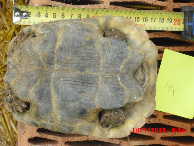 identification 4 tortues svp 00611