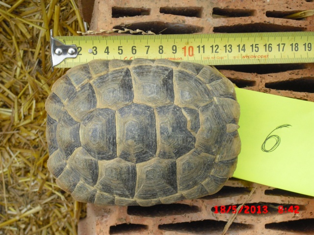 identification 4 tortues svp 01111