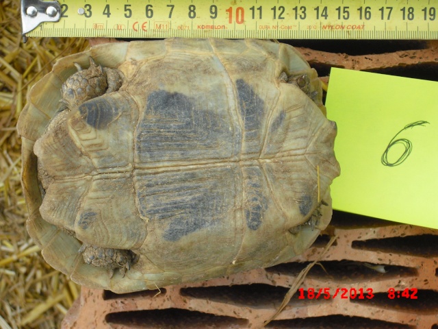 identification 4 tortues svp 01211