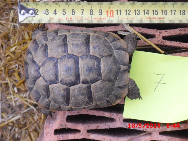 identification 4 tortues svp 01311