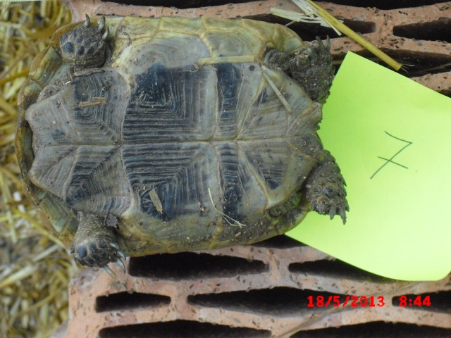 identification 4 tortues svp 01411