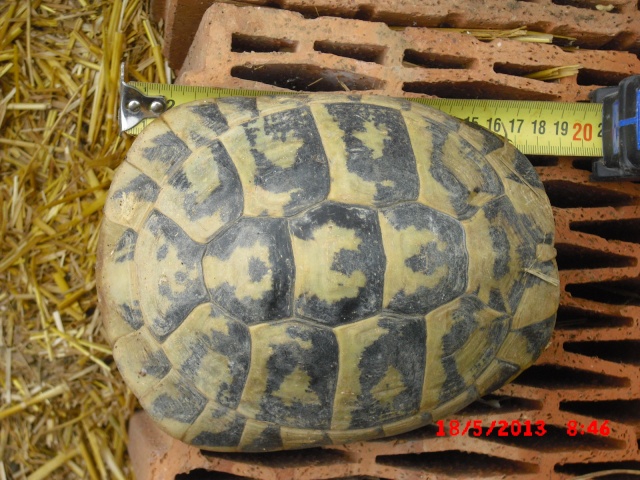 identification 4 tortues svp 01511