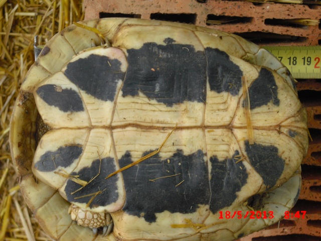identification 4 tortues svp 01611