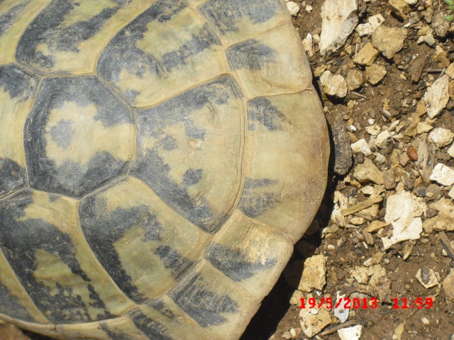 identification 4 tortues svp Cimg0010