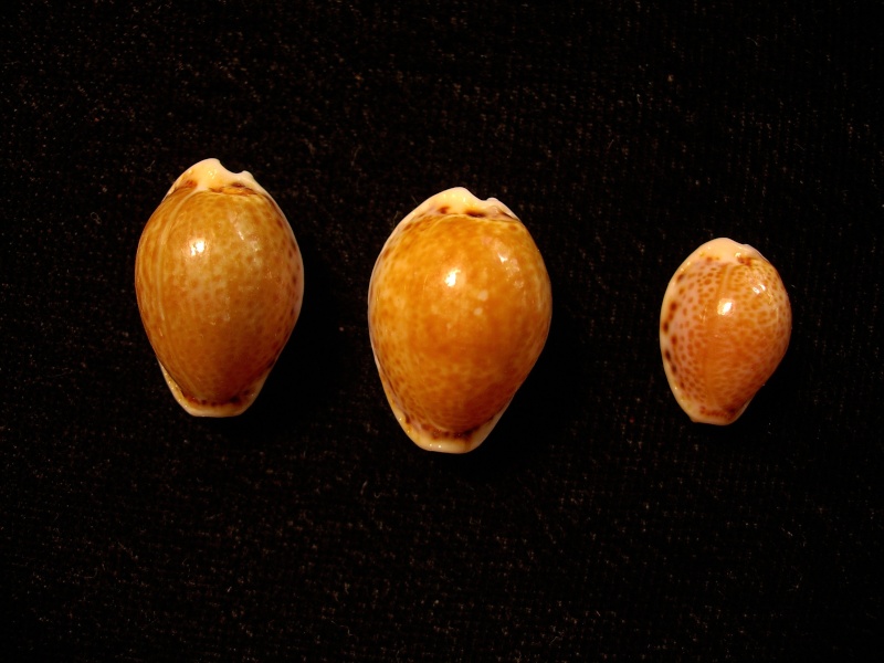Naria acicularis (Gmelin, 1791) Acicul10