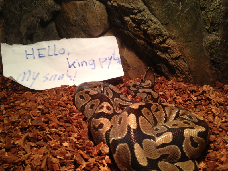 hello, im king python King_p10