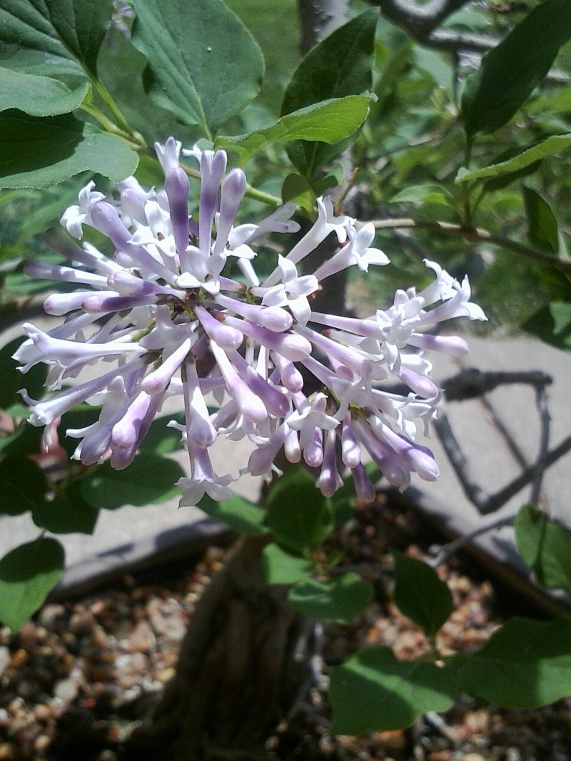 Help with Identifying Flowering Shrub/Tree that was my 1st bonsai. 13052912