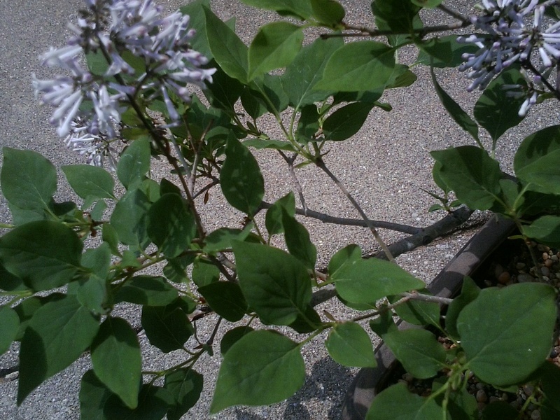 Help with Identifying Flowering Shrub/Tree that was my 1st bonsai. 13052913