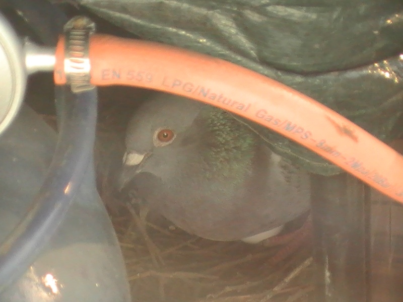 Nid de pigeon sur le balcon - Page 4 Pic_0012