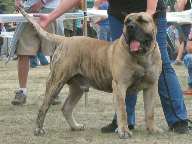 Dogo canario ou dogue des canaries Ch_woo10