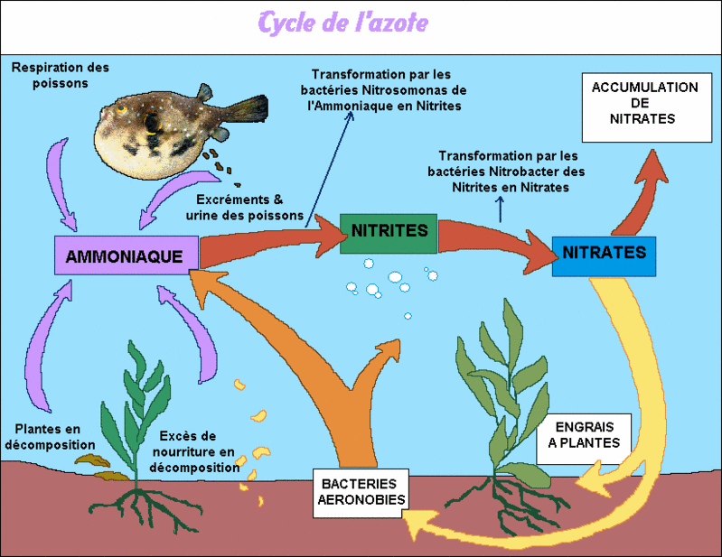 Cycle de l'azote Chimie10