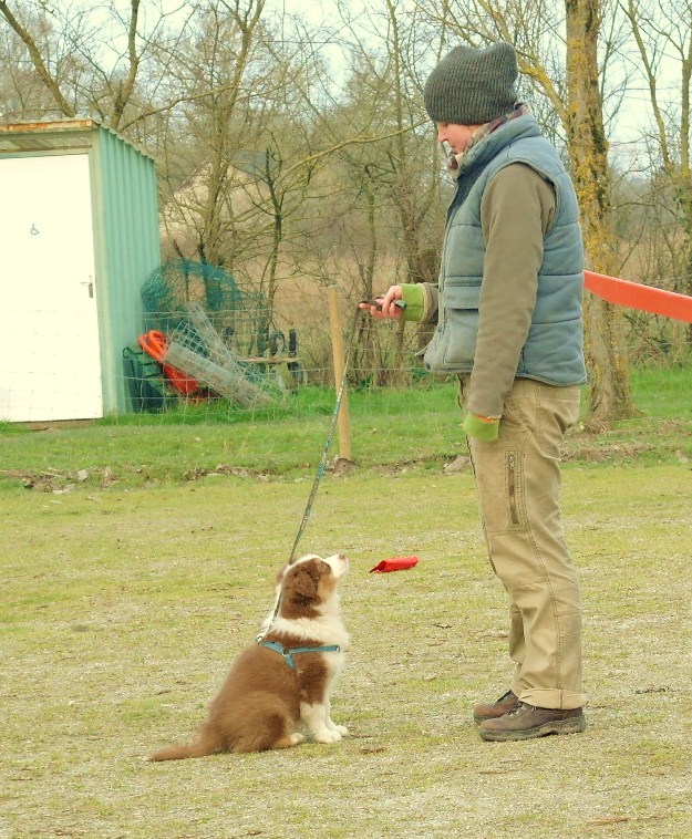 Un berger australien en Anjou. PHOTOS ! 10_sem10