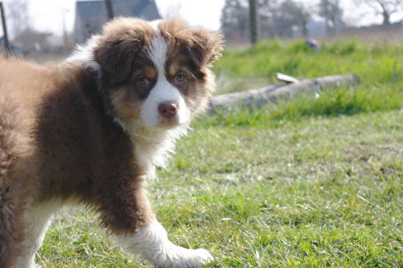 Un berger australien en Anjou. PHOTOS ! 11_sem10