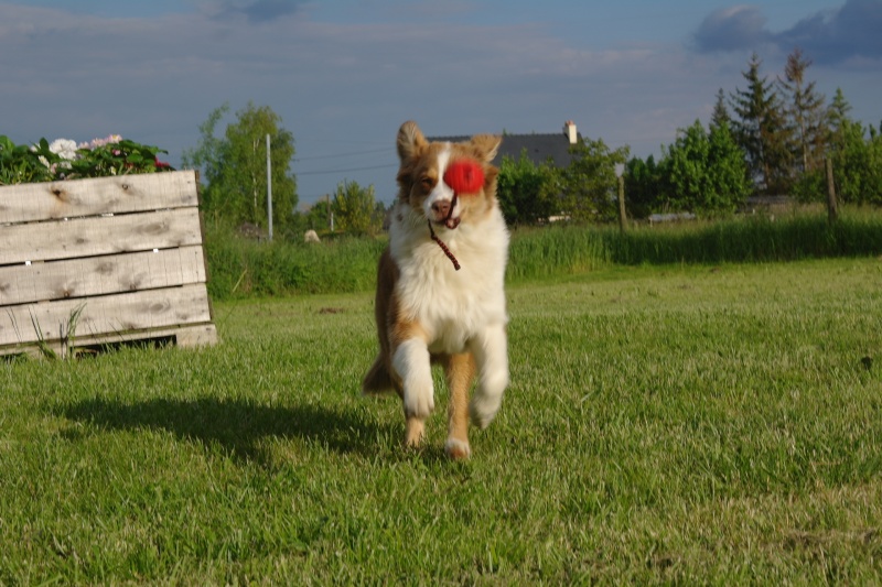 berger - Un berger australien en Anjou. PHOTOS ! 5_mois15