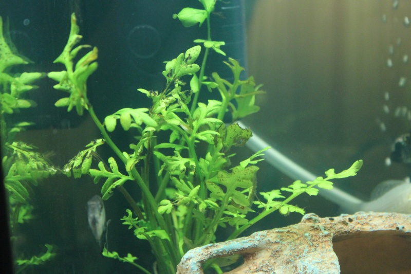 mon rikiki aquarium de 25 L Img_4312