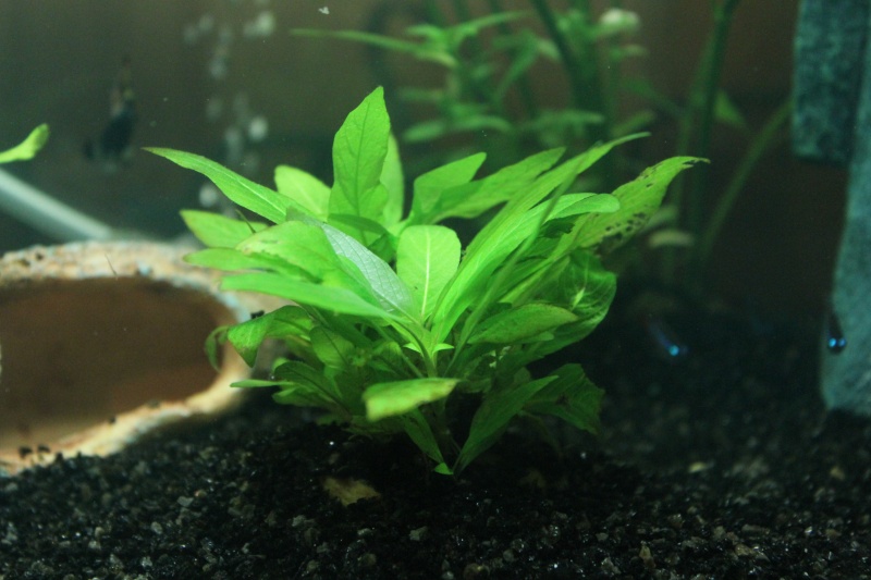 mon rikiki aquarium de 25 L Img_4313