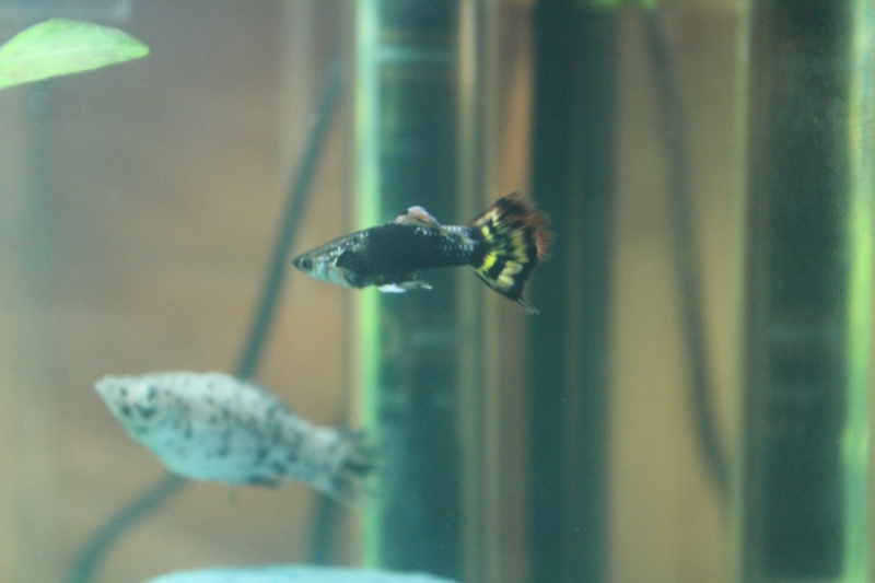 mon rikiki aquarium de 25 L Img_4318