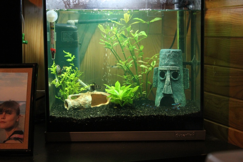 mon rikiki aquarium de 25 L Img_4320
