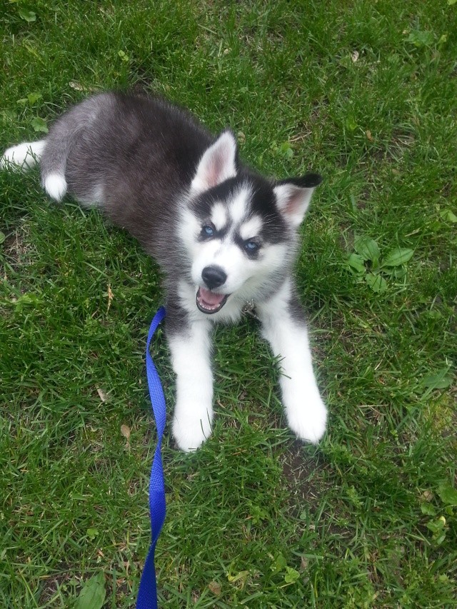 New husky owner from IL here!!! Welcom11