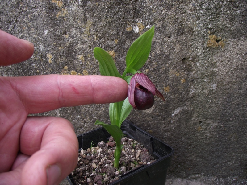 Cypripedium tibeticum forma corrugatum Dscf3210