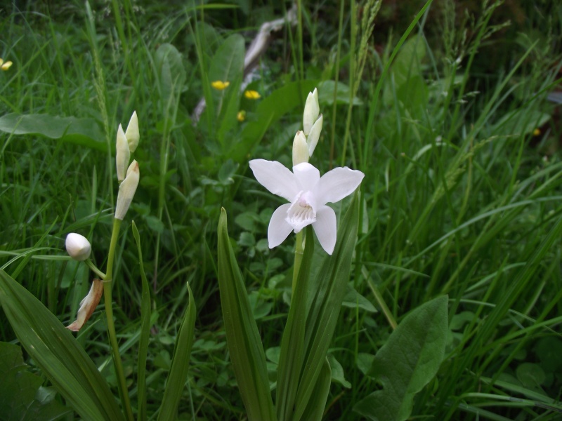 Bletilla striata fma. alba Dscf3317