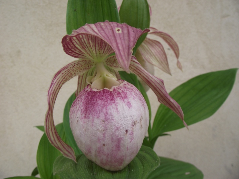 Cypripedium : fleur "monstrueuse" Dscf3336