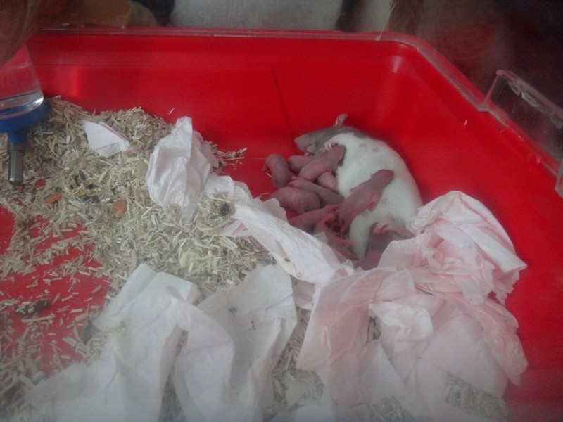 10 bébés rats aux alentours de Marseille (Istres) Dsc03318