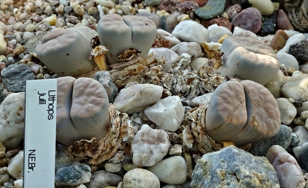 Das Haus der Wüstenpflanzen im Botanischen Garten der Universität Leipzig Dsc03320