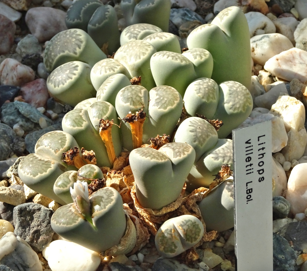 Das Haus der Wüstenpflanzen im Botanischen Garten der Universität Leipzig Dsc03322