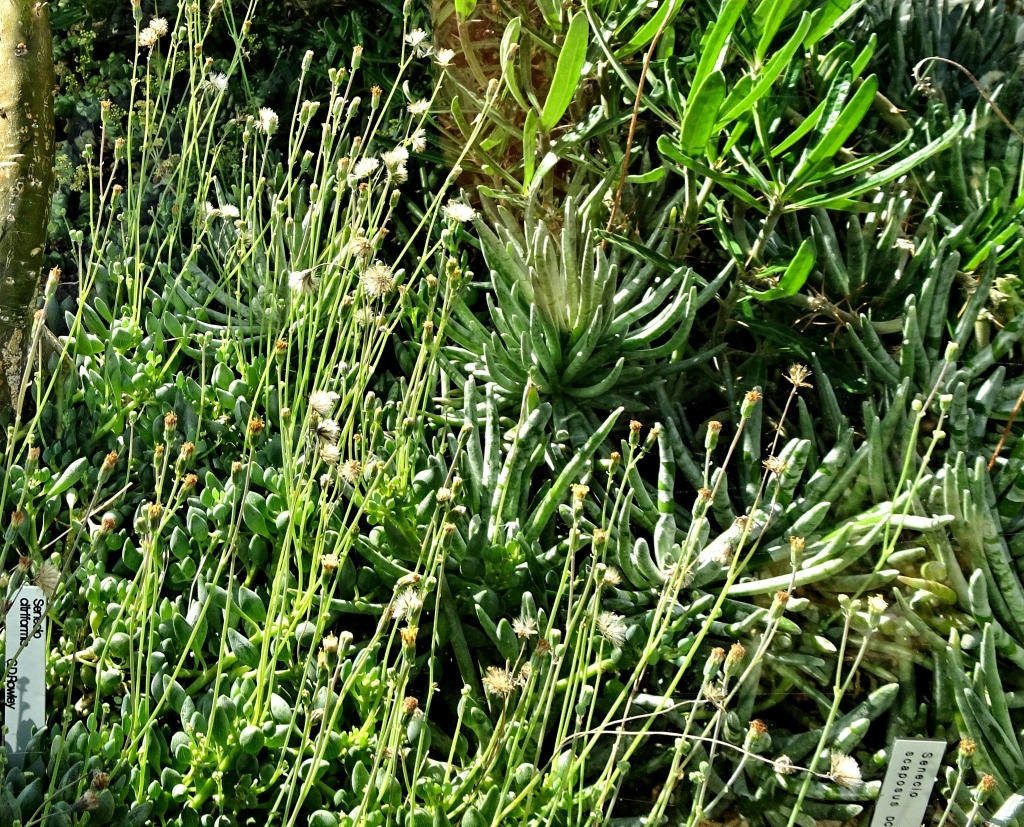 Das Haus der Wüstenpflanzen im Botanischen Garten der Universität Leipzig Dsc03326