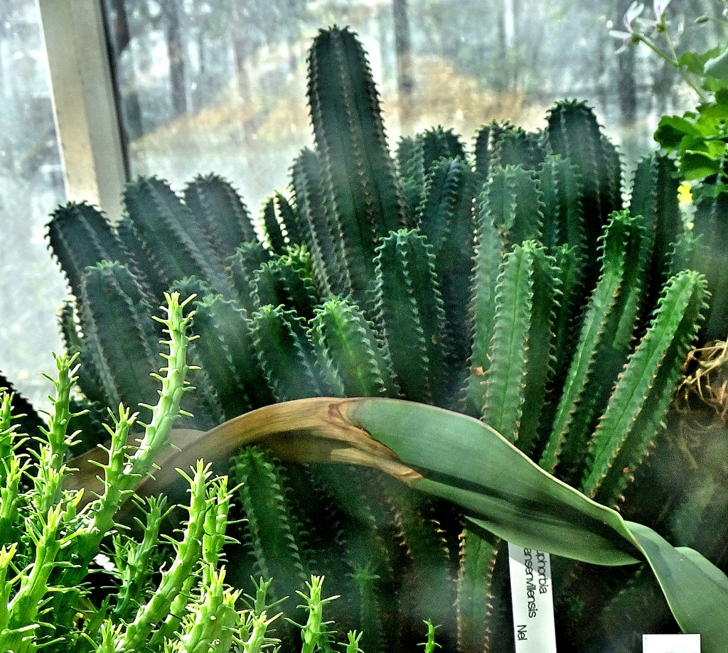 Das Haus der Wüstenpflanzen im Botanischen Garten der Universität Leipzig Dsc03336