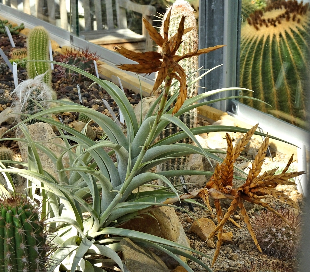 Das Haus der Wüstenpflanzen im Botanischen Garten der Universität Leipzig Dsc03342