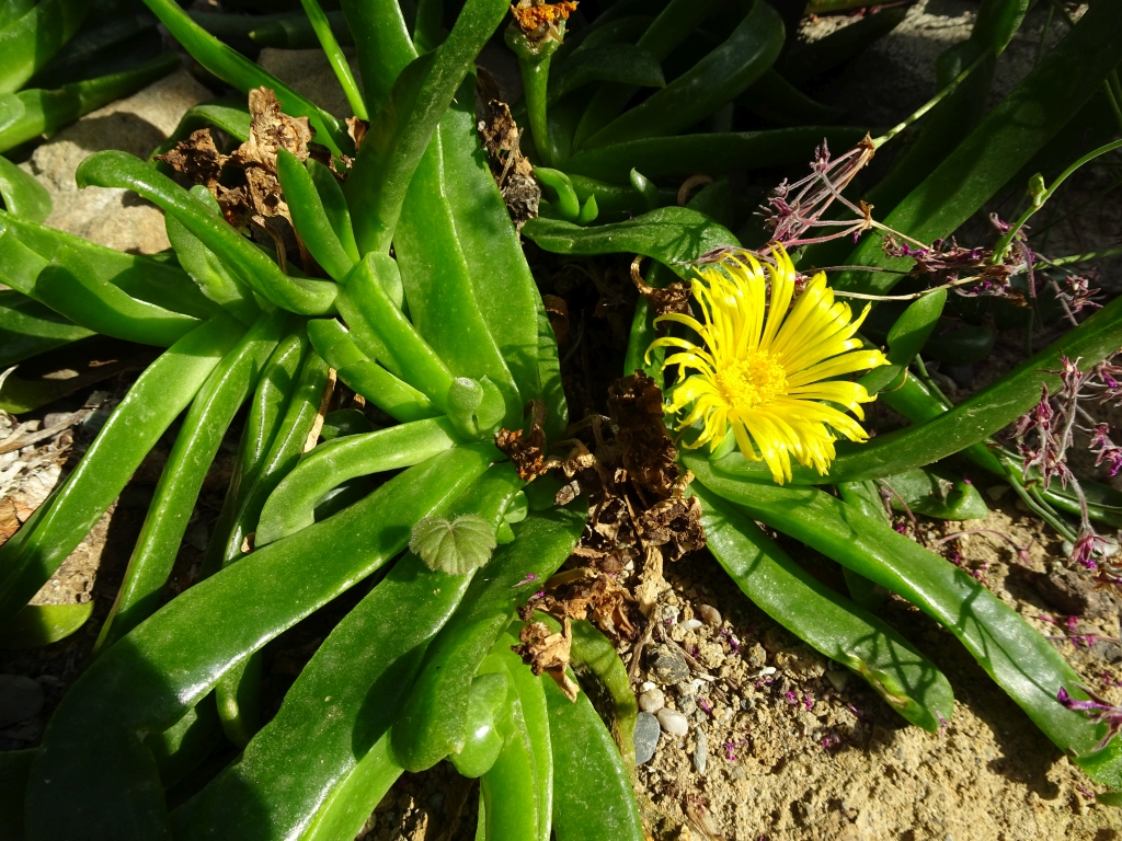 Das Haus der Wüstenpflanzen im Botanischen Garten der Universität Leipzig Dsc03421