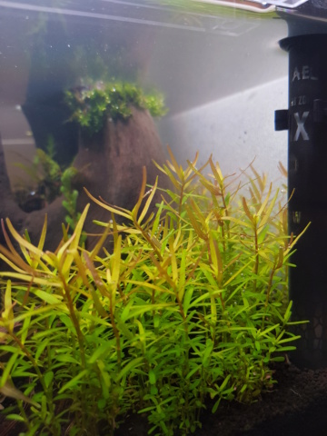 Lancement d'un 17l planté 20190212