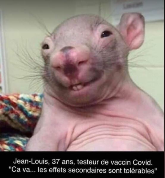 vaccin covid 19 Rat11