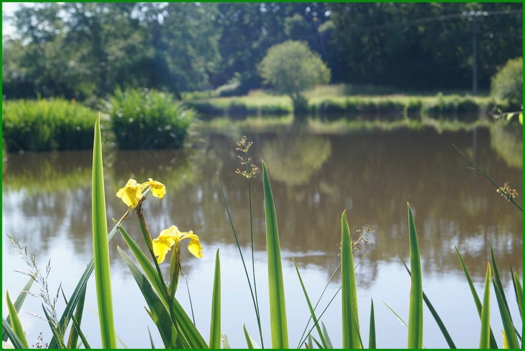Thème du mois d'octobre 2019 : Fleurs et jardins Dsc01269