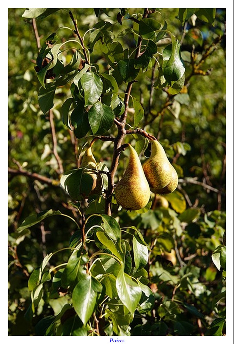 [Fil ouvert] Fruit sur l'arbre - Page 13 Dsc01915