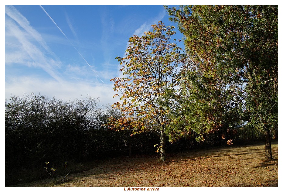 Ouvert à tous - Arbre   Dsc01947