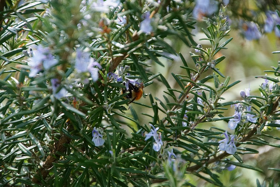 (FIL OUVERT) INSECTES ET PAPILLONS. - Page 6 Dsc02532